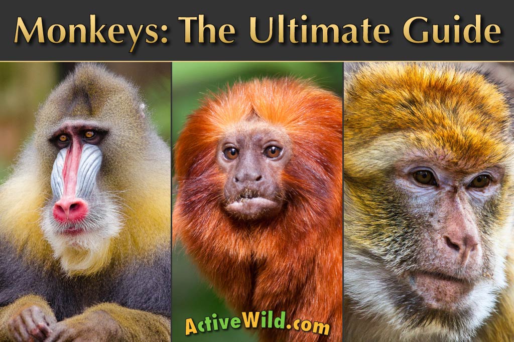 Monkey Facts: The Ultimate Guide to Monkeys - Pictures & In-Depth Info
