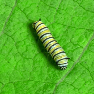 Monarch Caterpillar Stage 1