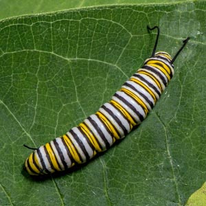 Monarch Caterpillar Stage 5