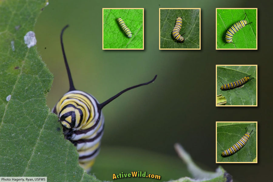 Monarch Caterpillar Stages