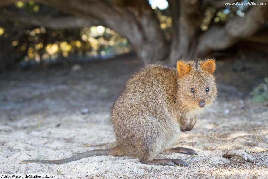 Australian Animals List With Pictures & Facts: Discover Australia's Wildlife