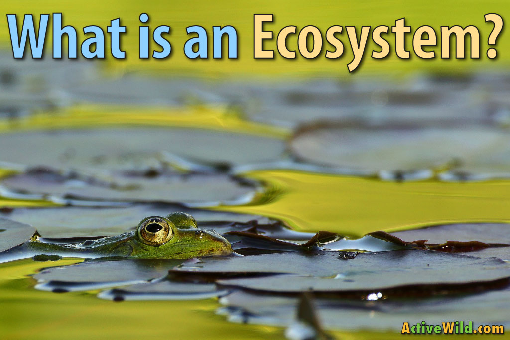 what is an ecosystem