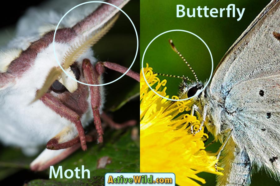 Difference between moth and butterfly antennae