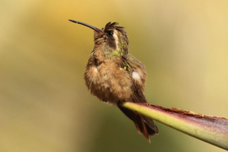 Xantus’s Hummingbird Facts, Pictures & Information