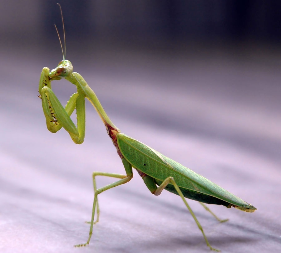 European Mantis Facts Pictures In Depth Information 