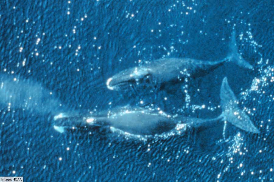Pair Of Bowhead Whales Swimming