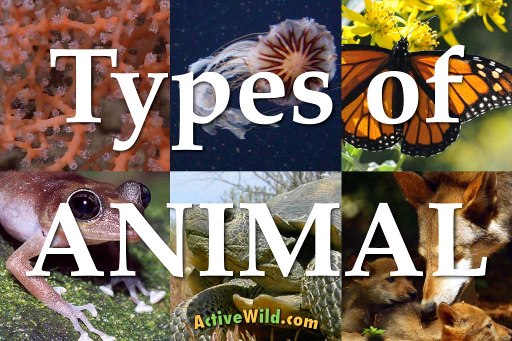 A List Of Different Types Of Animals With Pictures & Facts