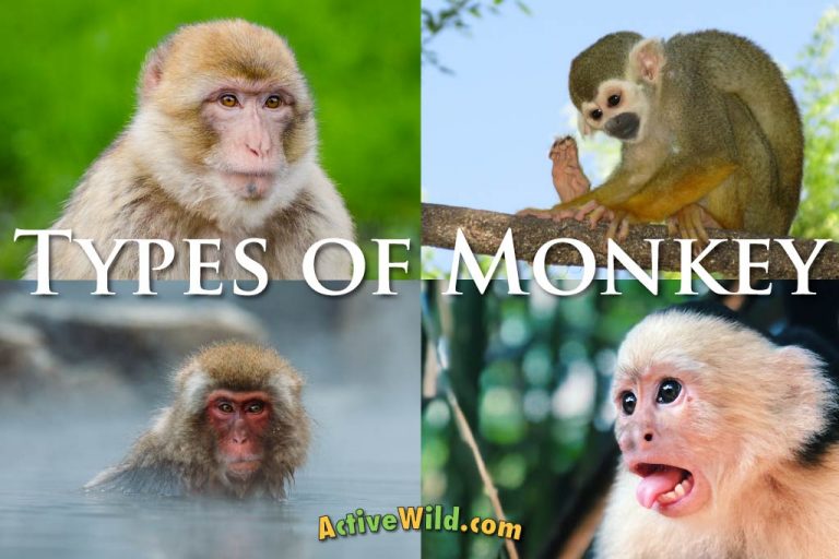 Types Of Monkey With Pictures & Facts: Monkey Groups & Species
