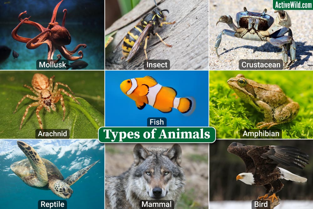 Types Of Animals – Major Animal Groups With Examples & Pictures