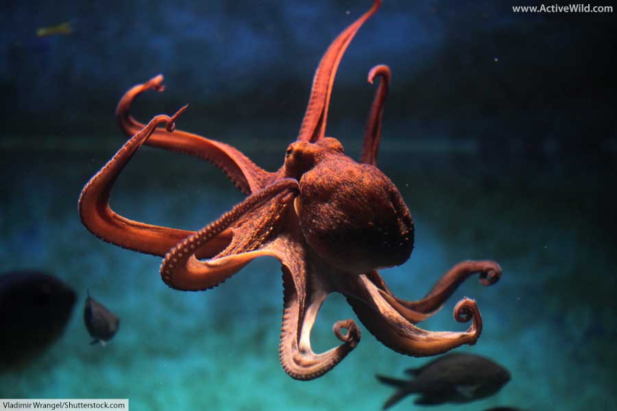 mollusk octopus