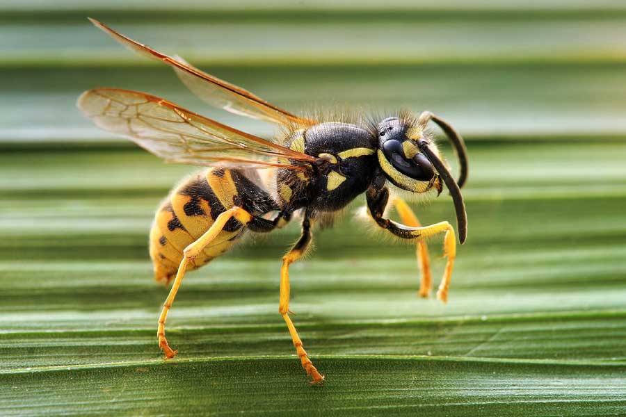 wasp insect