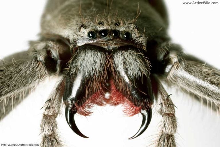 Spider Face Insect Is A Spider An Insect? Differences Between Spiders & Insects