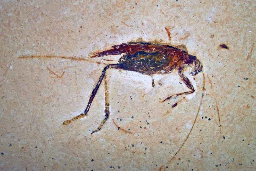Insect-Fossil From Cretaceous Period
