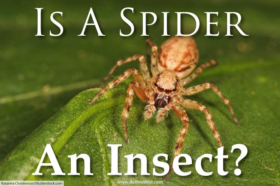 is a spider an insect