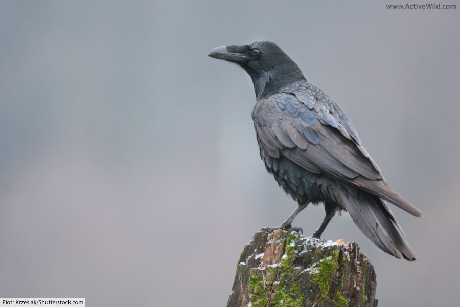 Raven Bird Facts, Pictures & In-Depth Information for Kids and Adults