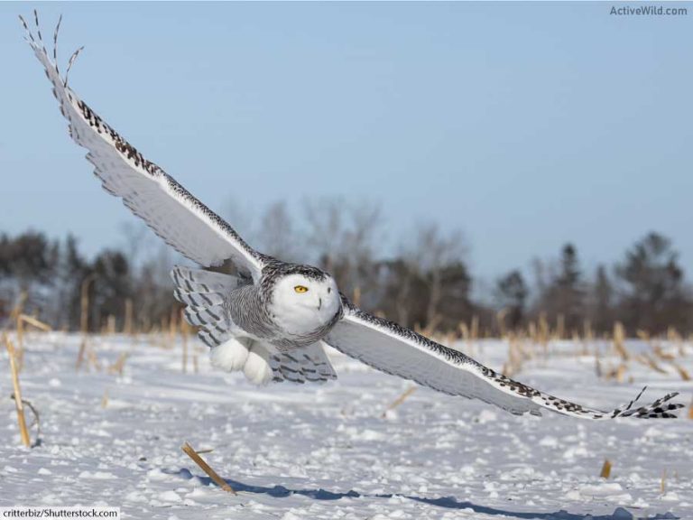 tundra-animals-list-with-pictures-interesting-facts