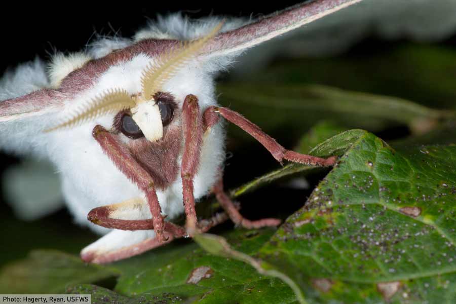Close up of luna moth head