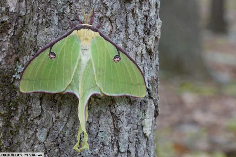 Luna Moth Facts Luna Moth Pictures And Information Discover One Of