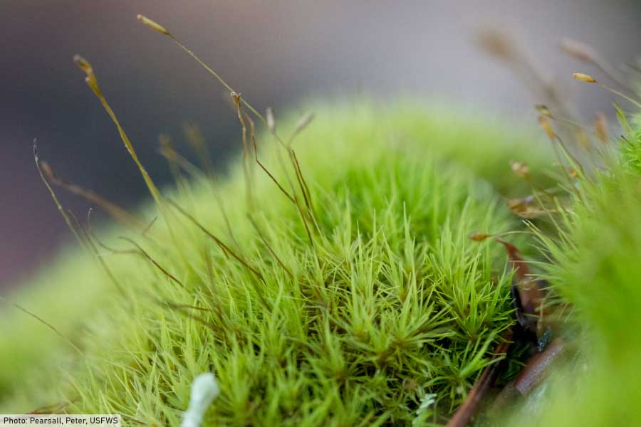 Moss with sporophyte capsules