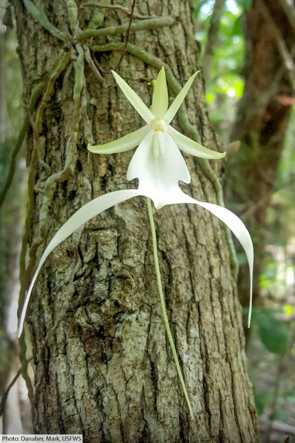 Ghost orchid