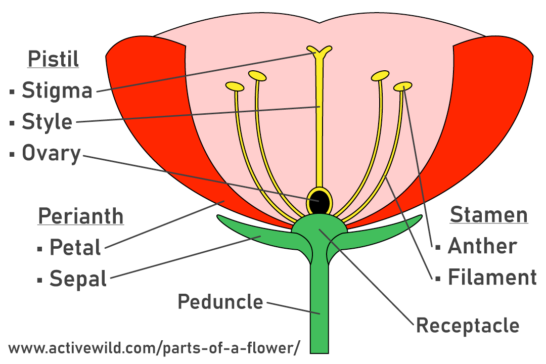 parts of a flower diagram