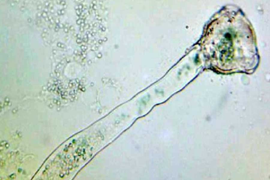 pollen tube magnified