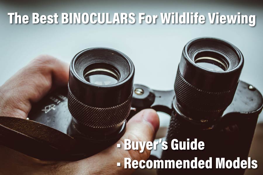 Best Binoculars For Wildlife Viewing
