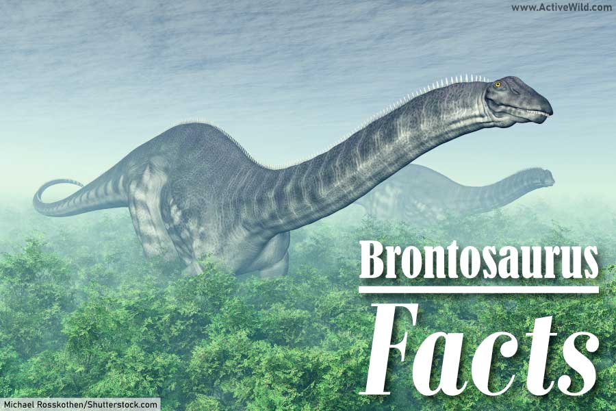 Brontosarus Facts