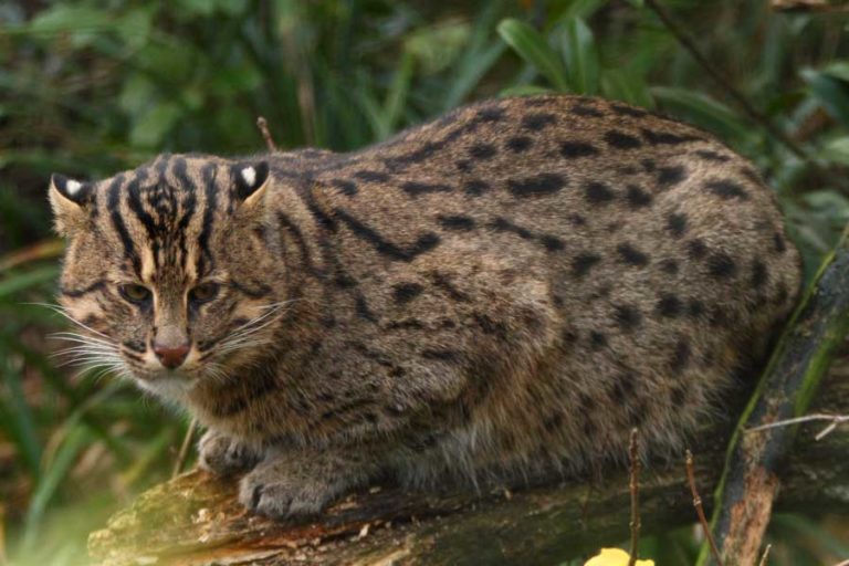 Wild Cats List With Pictures & Facts: A Guide To All Wild Cats Species