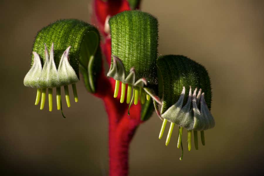 Desert Plants List - Pictures & Facts: Amazing Plants That Live In Deserts