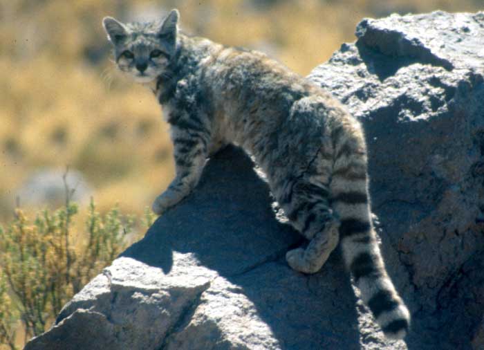 Wild Cats List With Pictures & Facts: A Guide To All Wild Cats Species