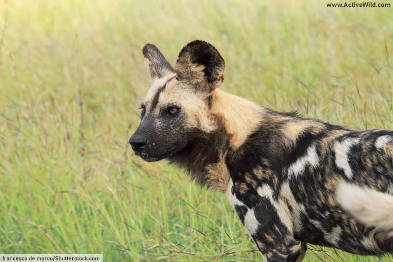 Wild Dog Species List With Pictures & Facts: All Types Of Wild Dogs