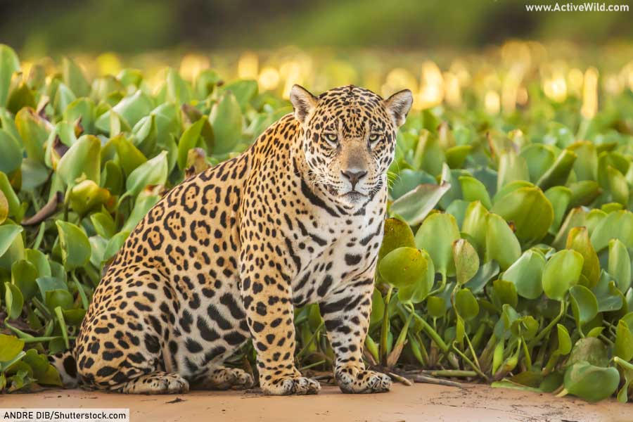 South American Animals List With Pictures Interesting Facts