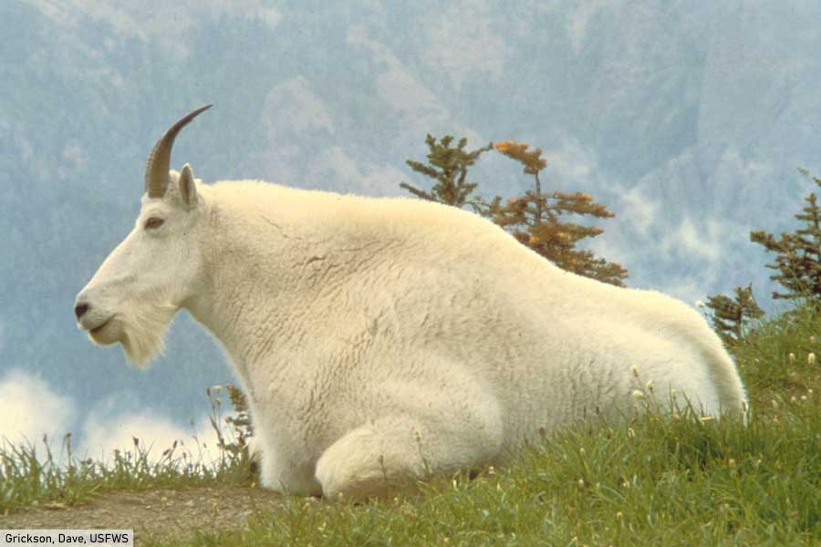 Mountain Animals List: Facts On Animals That Live On Mountains