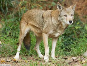 Animals That Start With R: List With Pictures & Interesting Facts ...