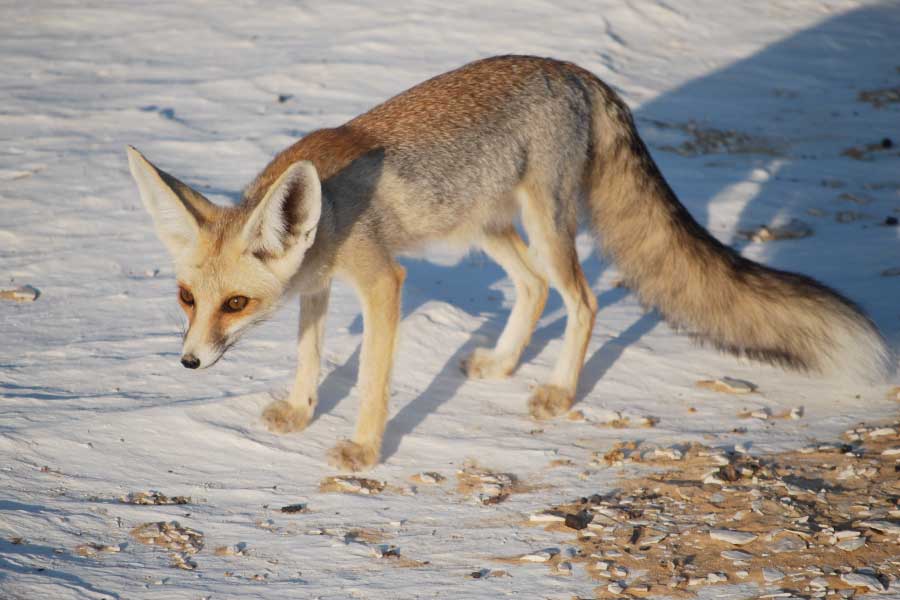 Rüppell's fox