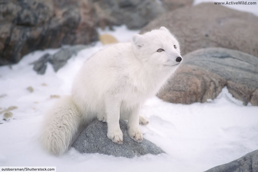 Tundra Biome Animals Adaptations