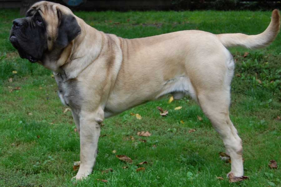 Heaviest Dog Breed English Mastiff