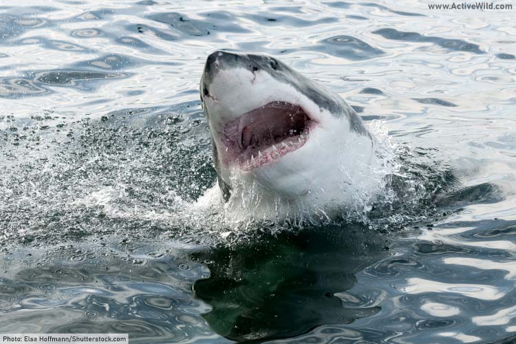 Great White Shark Breaching