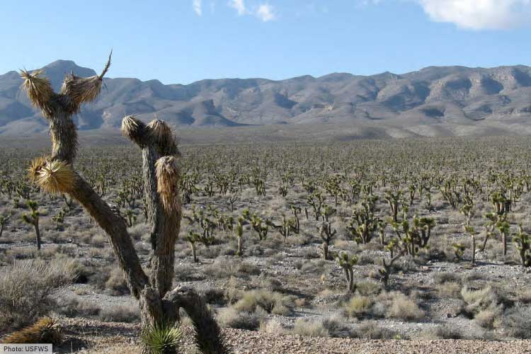 Desert Biome in North America
