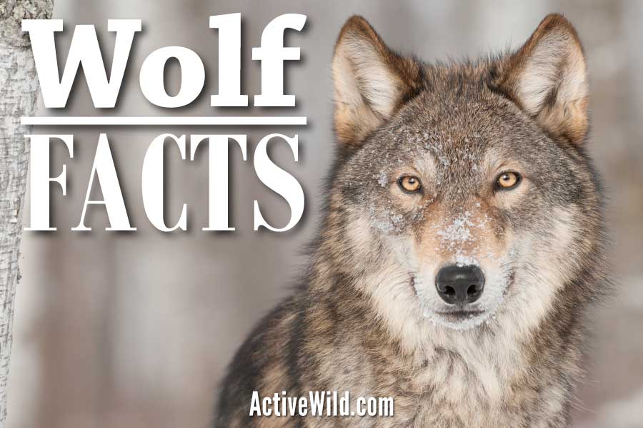 Gray Wolf Facts: Discover One Of The World's Best-Known Predators