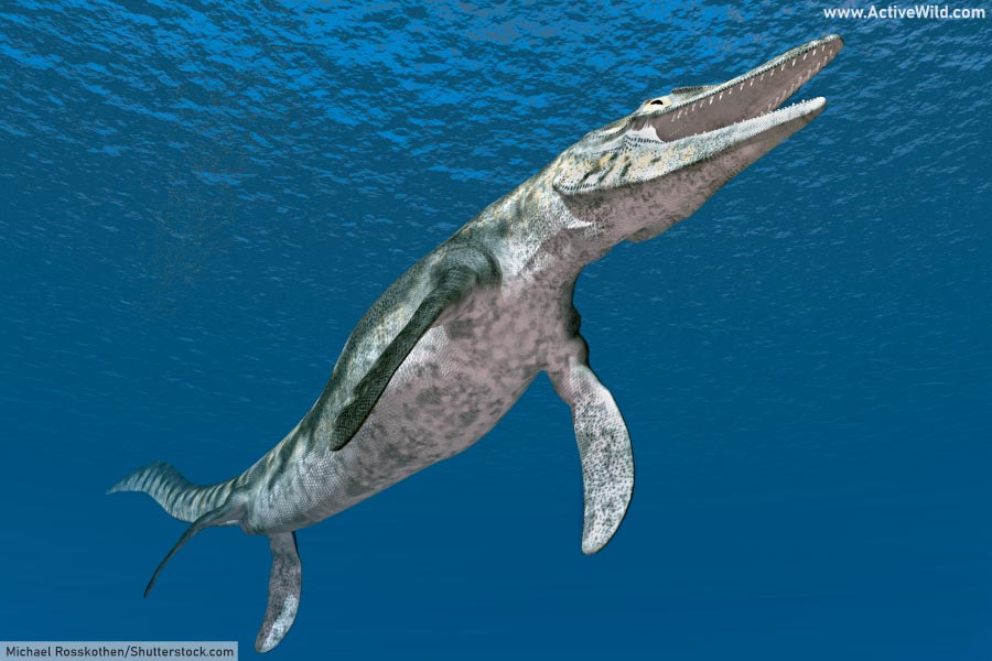 Mosasaur Facts & Pictures: Information On The Prehistoric Marine Reptiles