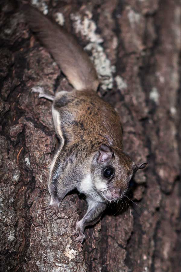 Flying Squirrels Facts: Meet The Gliding Rodents Of North America!