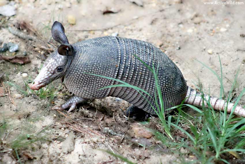 Nine-Banded Armadillo Facts, Pictures & In-Depth Information