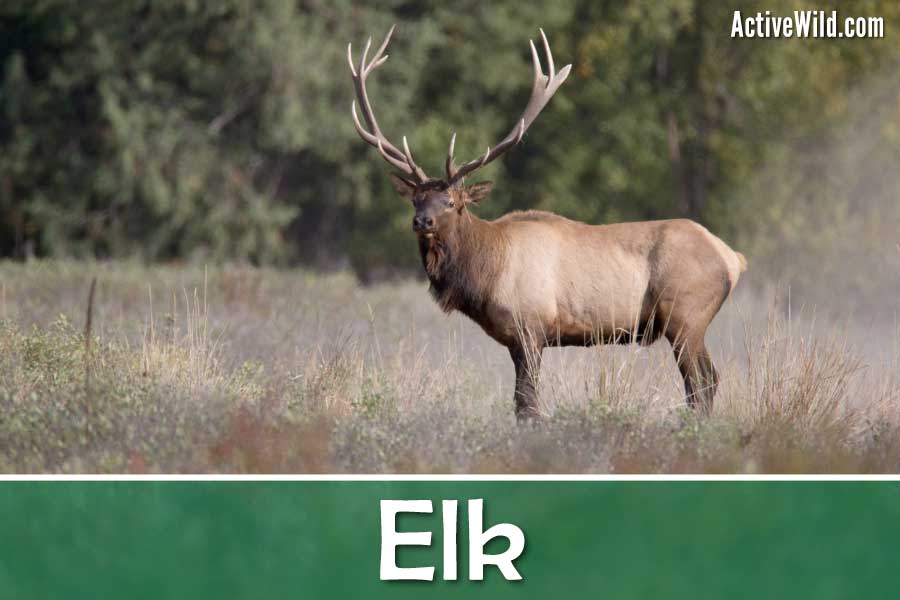Elk Facts, Pictures & Information: An Iconic North American Species