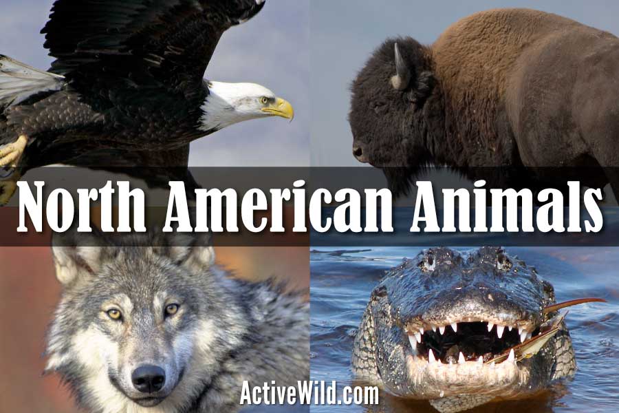 North American Animals List With Pictures & Facts + Printable Worksheet