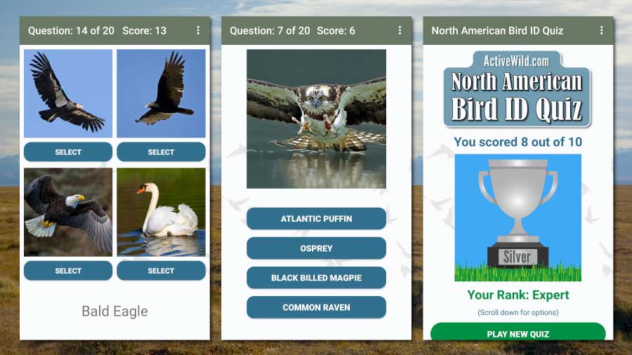 North American Bird ID Quiz App screenshots