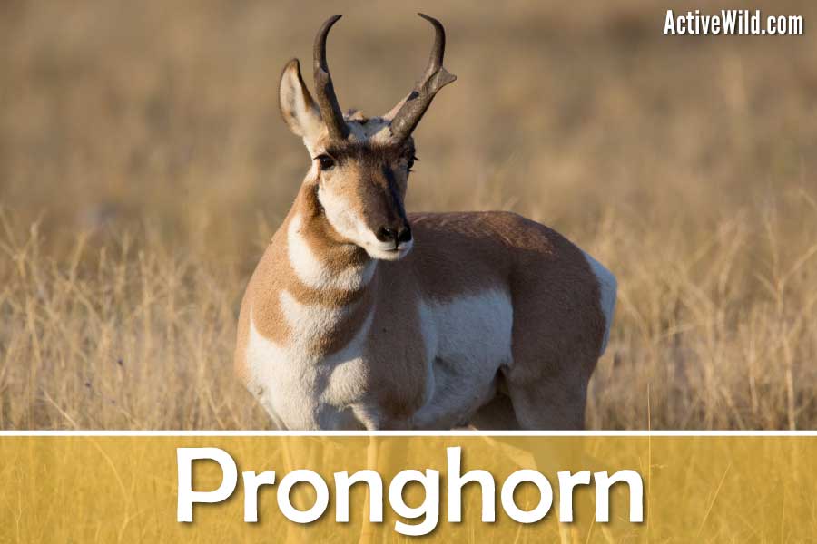 Pronghorn