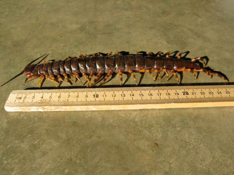 Amazonian giant centipede