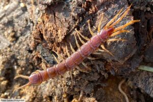 Centipede Facts – Your Complete Guide To Centipedes Environment